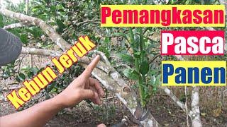 Pemangkasan ranting pohon jeruk pasca panen  perawatan kebun jeruk