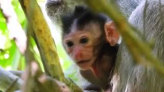 Half blind monkey mother Vegas gave birth to new and cute baby named Vegan  Born June 24th.