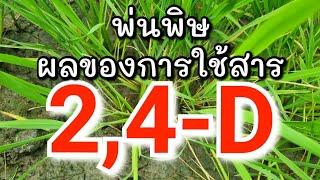 พิษของข้าวที่โดนสารกลุ่ม 24-D กอแบะ