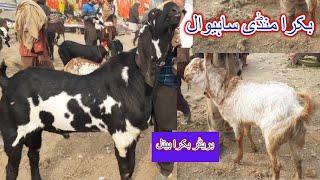 TOday Update Mandi  Pakistan Breed Bakra Beetal Nagra Makhi Cheen Goats