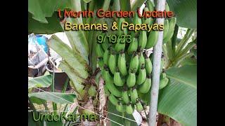 Dwarf Cavendish BANANAS 2 Racks Loads of PAPAYAS Garden Update