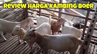 Review Harga Kambing Boer di Kandang Mas Nur Esa Blitar