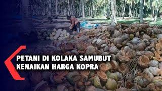 Petani Di Kolaka Sambut Kenaikan Harga Kopra