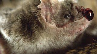 How Vampire Bats Suck Blood for 30 Minutes Unnoticed