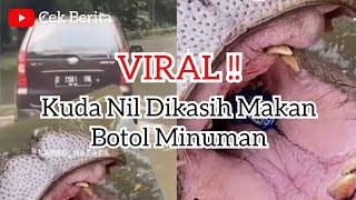 VIRAL  Kuda Nil Dikasih Makan Botol Minuman Oleh Pengunjung