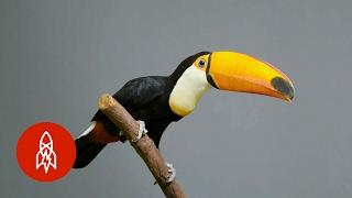 The Largest of the Toucans Has an EPIC Bill