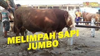 PASAR LEGI NGAWI BLUDAK SAPI SUPER BESAR