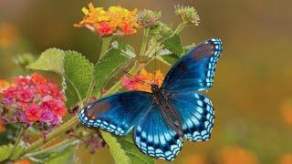 Peaceful Relaxing Instrumental Music Meditation Calm Music Butterfly Garden By Tim Janis