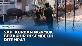 Momen Sapi Kurban Mengamuk di Pamulang Tangsel