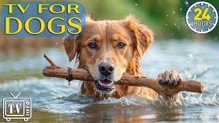 Best Fun & Relaxing TV for Dogs Videos for Dogs to Prevent Boredom With Dog Music - Calming Dogs