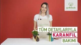 Karanfil Bakımı Gardenkoala