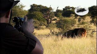 Lion hunting in Kalahari - South Africa - Big five hunting