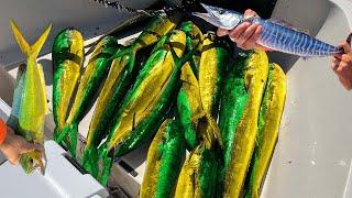 INSANE MAHI FRENZY FILLING THE BOAT WITH MONEY Commercial Mahi Fishing