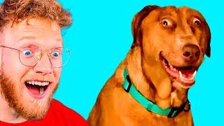 Try NOT To LAUGH FUNNIEST DOG VIDEOS