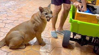 They trained the puma to behave like a dog Puma Messi and his abilities