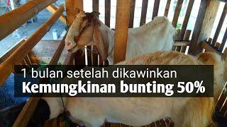 Ciri kambing babon kemungkinan bunting 1 bulan  #kambing #breeding