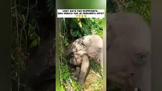 GAJAH KOK NAKAL YAK?  #shorts #subscribe #gajah #animals