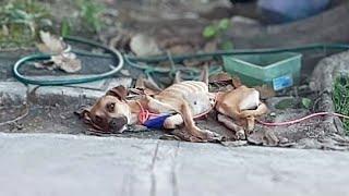 Chained and neglected her whole life she cried when she was fed and helped