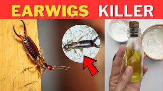 How To Get Rid Of Earwigs In Your House Fast Naturally With Pets
