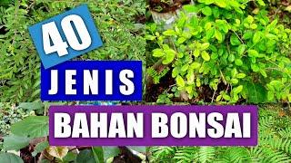 MENGENAL 40 JENIS BAHAN BONSAI PEMULA WAJIB NONTON