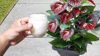 Just 1 scoop makes Anthurium explode from blooming Any plant