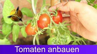 Tomaten selber ziehen Tomatenanbau für Anfänger