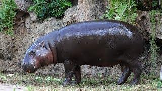 Pygmy Hippos