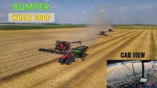 Harvesting a RECORD wheat crop