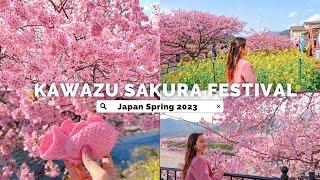 MOST FAMOUS EARLY SAKURA SPOT in JAPAN  KAWAZU Cherry Blossom