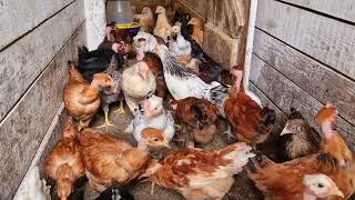 замученых голодающих цыплят в общее стадо