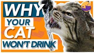 Why Your Cat WONT Drink Water - How to Encourage Drinking