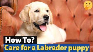 How to Care for a Labrador Retriever puppy? Full Detailed Video on Labrador puppy Care