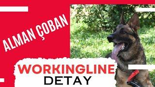 Workline Alman Çoban Köpeği Nasıl Bir Köpek? Almadan Önce İzleyin En Detaylı Video