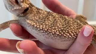 Bearded Dragon Inflates Itself to Stay Afloat example of inflated and when he deflates