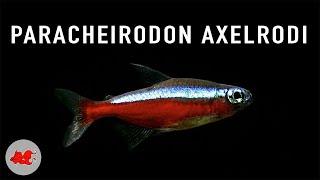 Paracheirodon axelrodi - Red neon tetra 