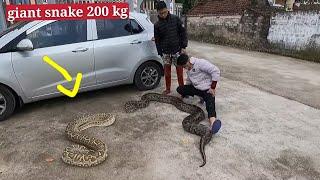 A brave girl confronts a giant snake of 200 kg