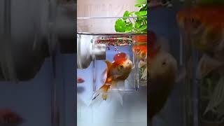 Aquarium Transparent Suction Fish Feeder Product Link in Description & Comments