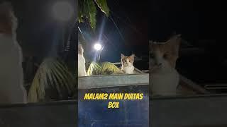 kucing lucu