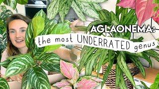 this will make you buy more plants... AGLAONEMA Collection Tour Unboxing + Tips 