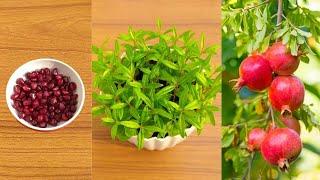 How to grow pomegranate tree from seeds at home  Grow pomegranate plant from seeds easy method