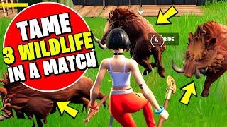 Tame Wildlife in a Single Match 3 - EASY GUIDE AND LOCATION Fortnite