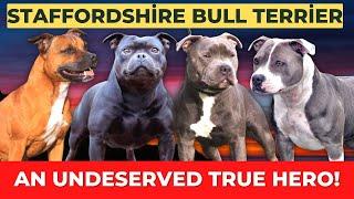 Staffordshire Bull Terrier Breed Overview Facts & Care