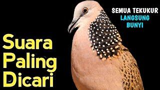 Suara Burung Tekukur Gacor Khusus Pancingan Yang Malas Bunyi - Putar Langsung Nyaut...