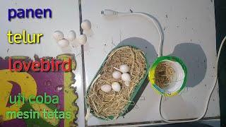 Panen telur lovebird  harvest lovebird eggs