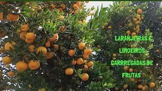 Como adubar as laranjeiras e limoeiros para encher de  frutos