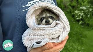 Dog Helps Baby Racoon Get Her Strength Back  Cuddle Buddies