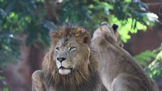 Africas Male Lions Unveiling the Secret Life   Lion Video