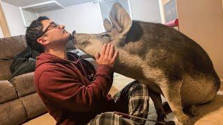 Dinner pig wont stop kissing his rescuers