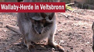 Zu Besuch bei Norbert Lux Wallaby-Herde in Veitsbronn