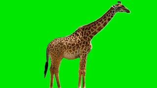 Green Screen Giraffe